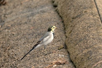 White Wagtail 大池公園 Wed, 9/20/2023