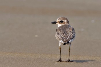 Siberian Sand Plover 千里浜(石川県羽咋市) Sat, 9/16/2023