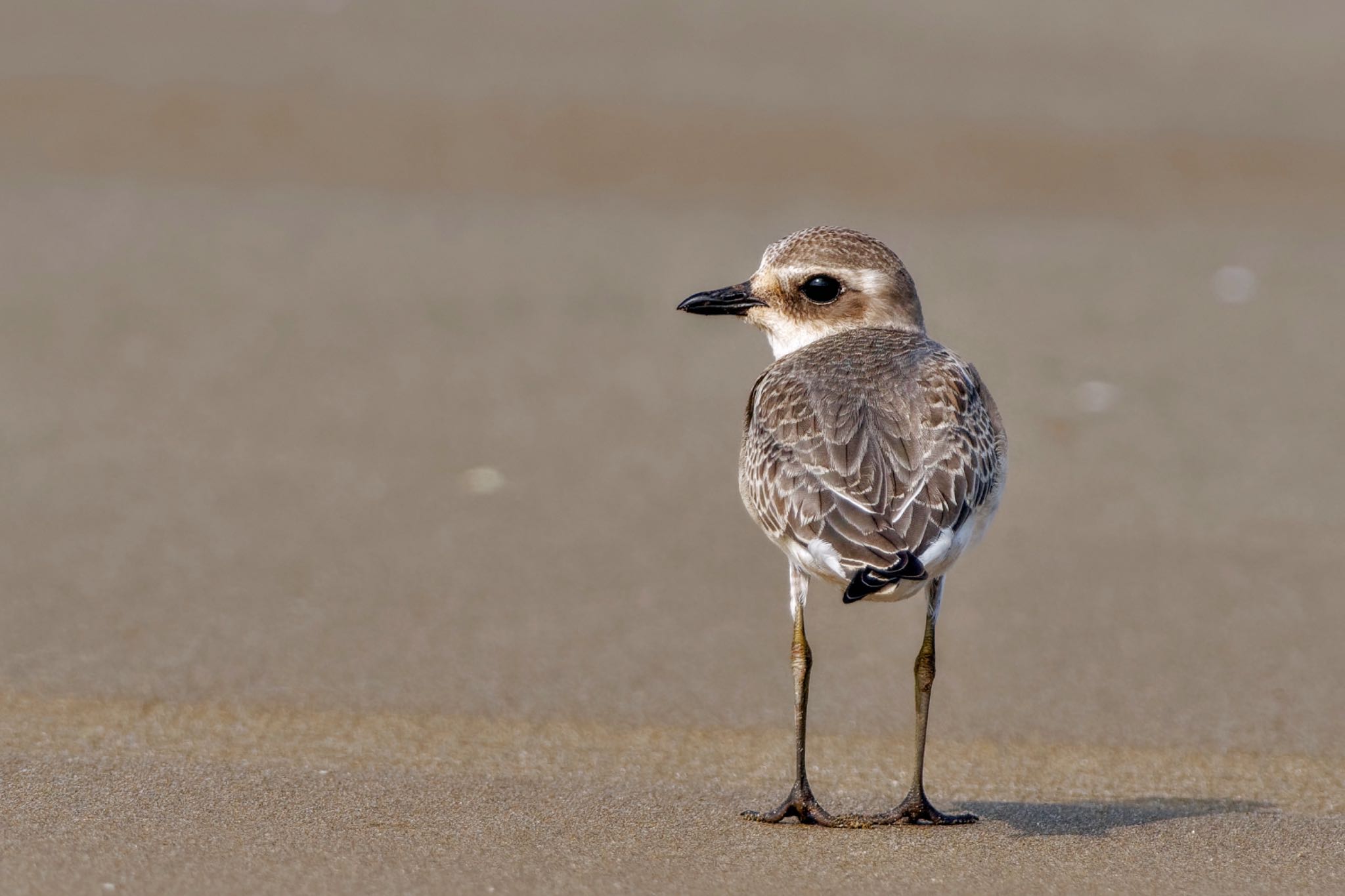 Siberian Sand Plover