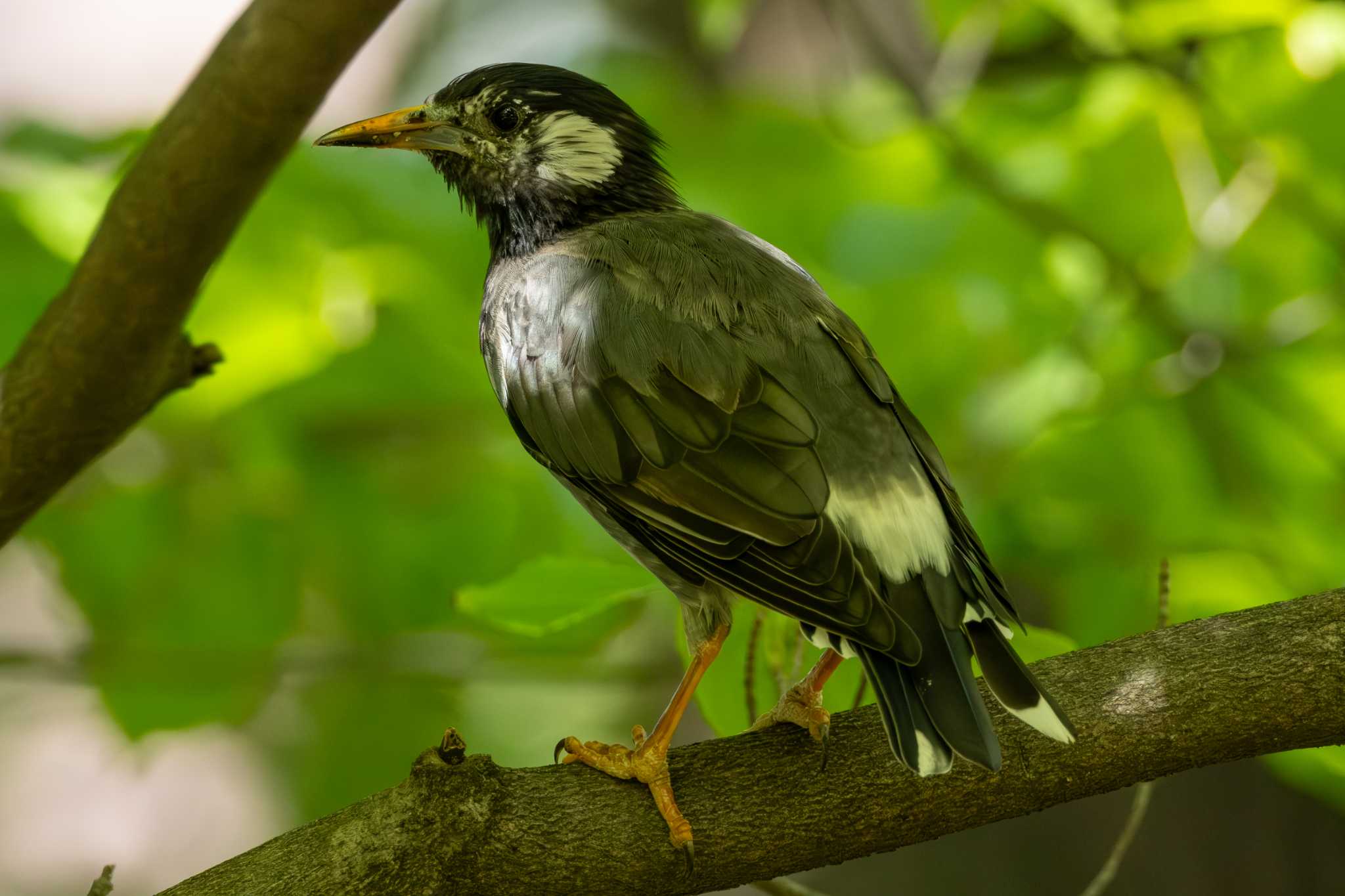 White-cheeked Starling