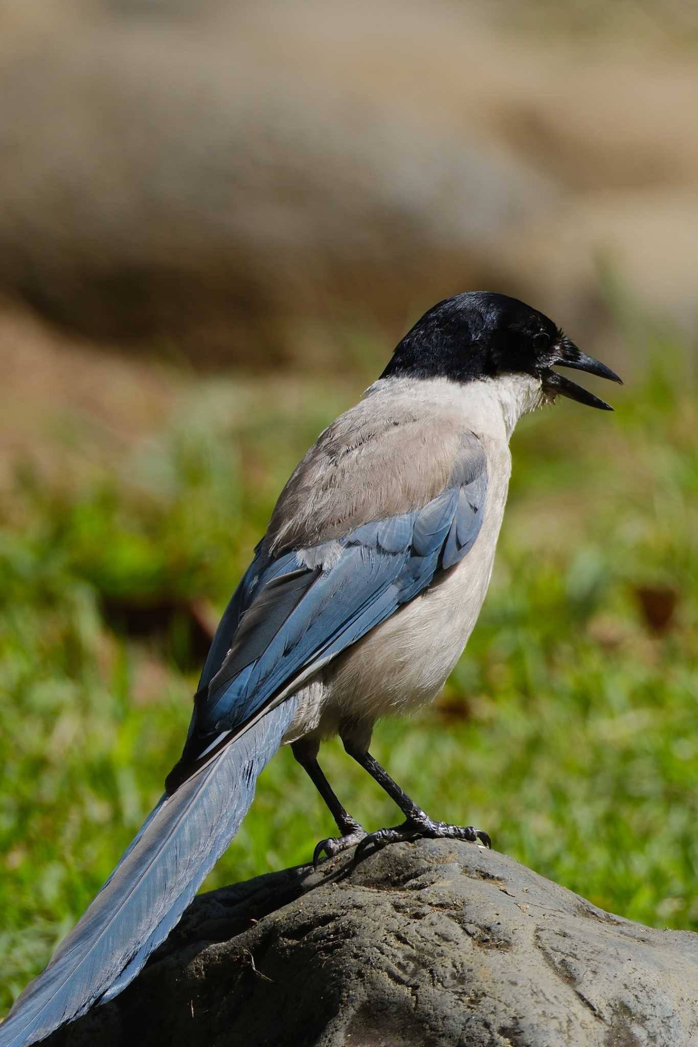 Azure-winged Magpie