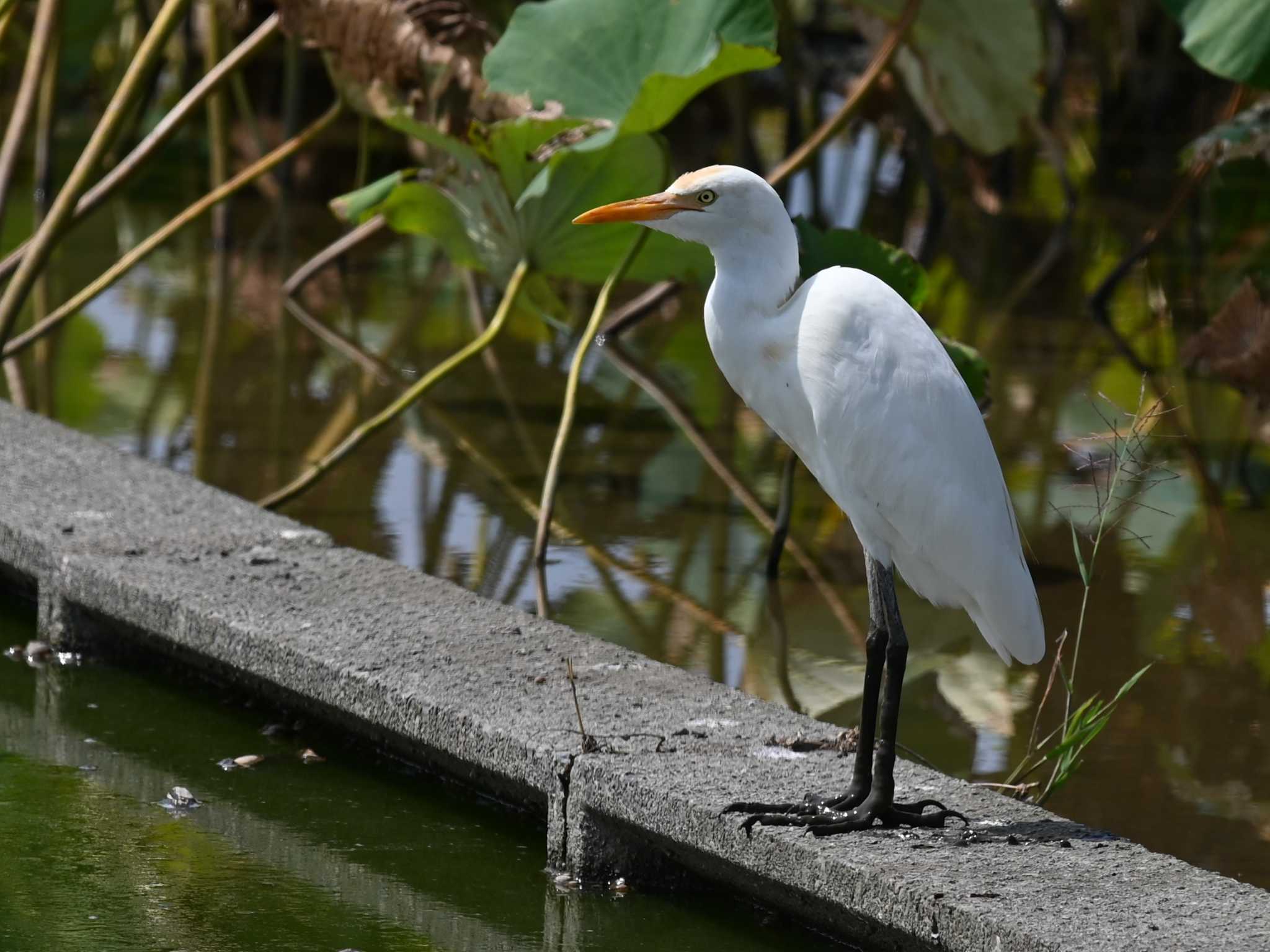 Photo of Eastern Cattle Egret at 熊本新港 by jo6ehm