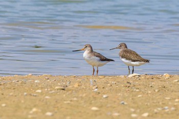 Terek Sandpiper 加古大池 Sun, 9/10/2023