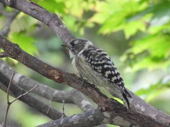 Japanese Pygmy Woodpecker 札幌市 旭山記念公園 Sun, 9/3/2023