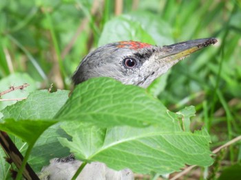 2023年9月3日(日) 札幌市 旭山記念公園の野鳥観察記録