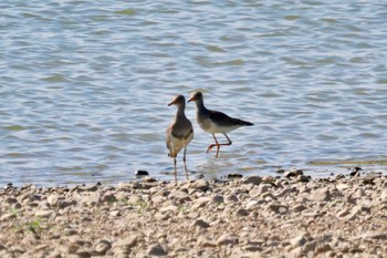 Grey-headed Lapwing 加古大池 Sat, 9/16/2023