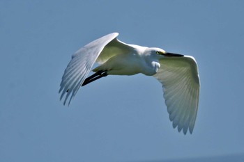 Little Egret 加古大池 Sat, 9/16/2023