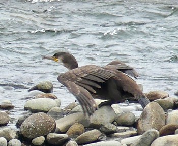 ウミウ 豊平川 2023年9月21日(木)