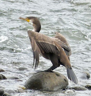 ウミウ 豊平川 2023年9月21日(木)