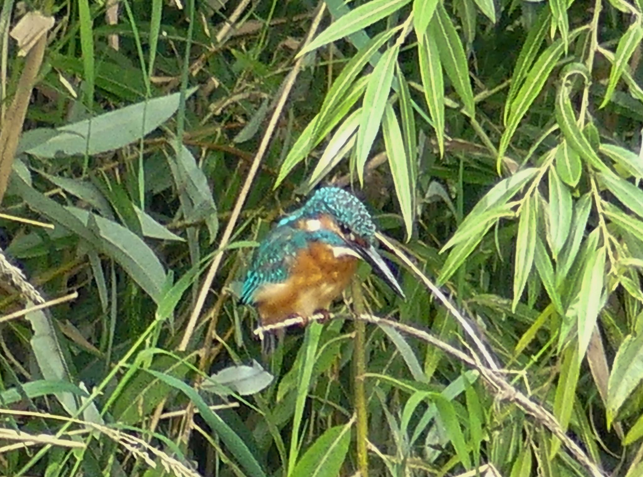 豊平川 カワセミの写真