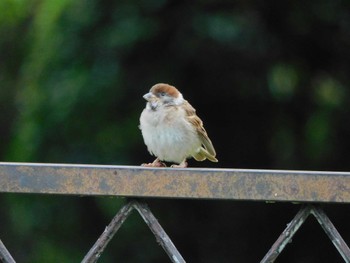 2023年9月21日(木) 日比谷公園の野鳥観察記録