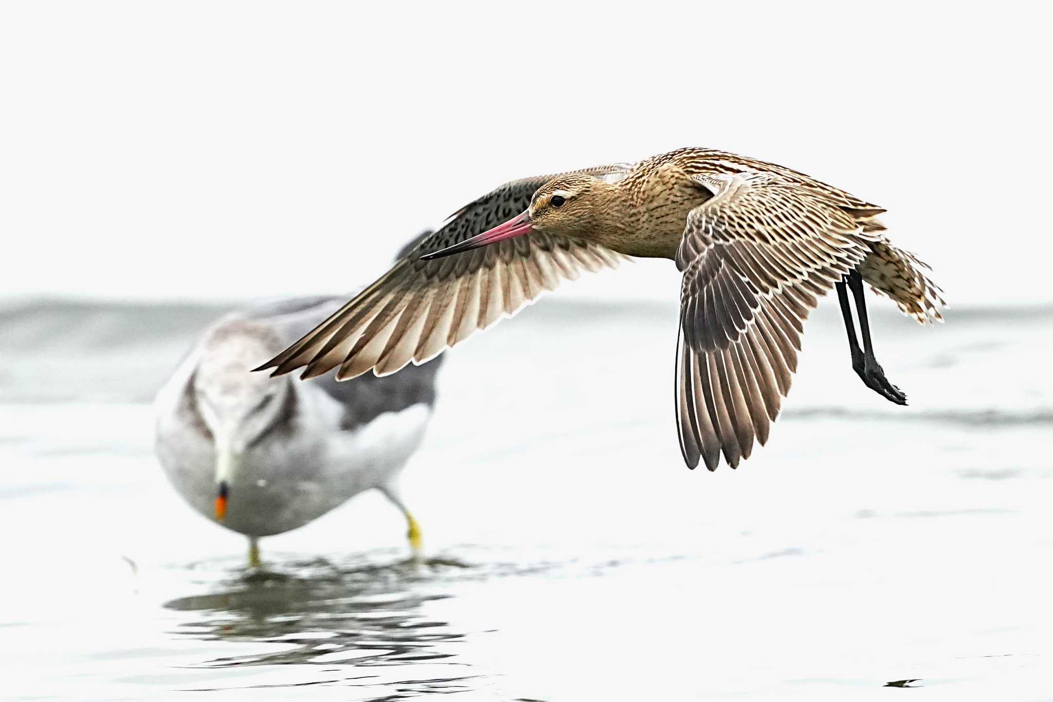 ふなばし三番瀬海浜公園 オオソリハシシギの写真