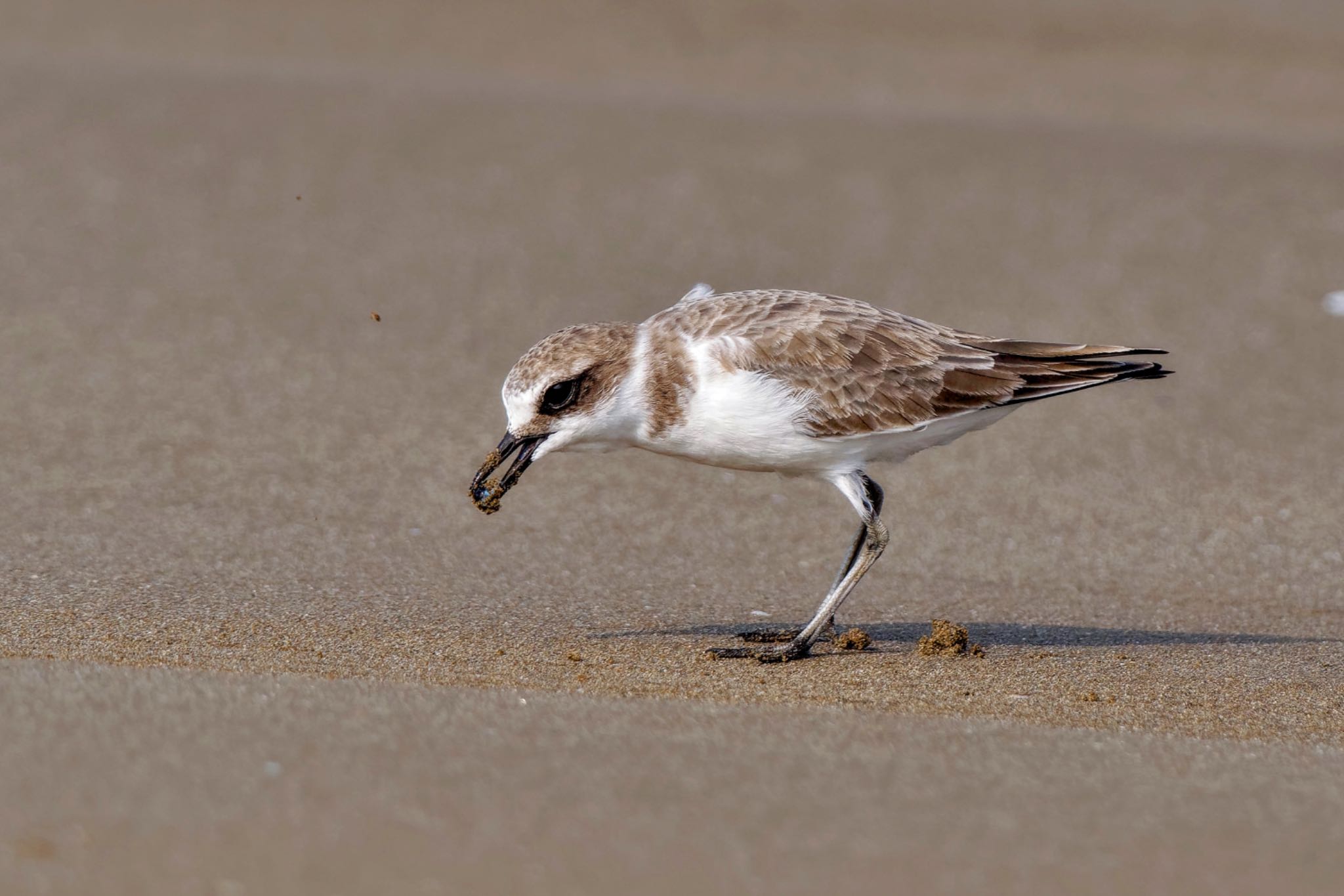 Kentish Plover