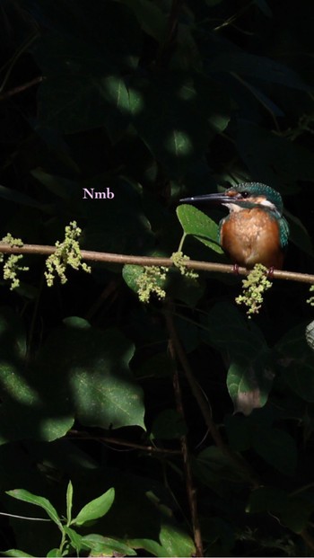 Common Kingfisher Unknown Spots Unknown Date