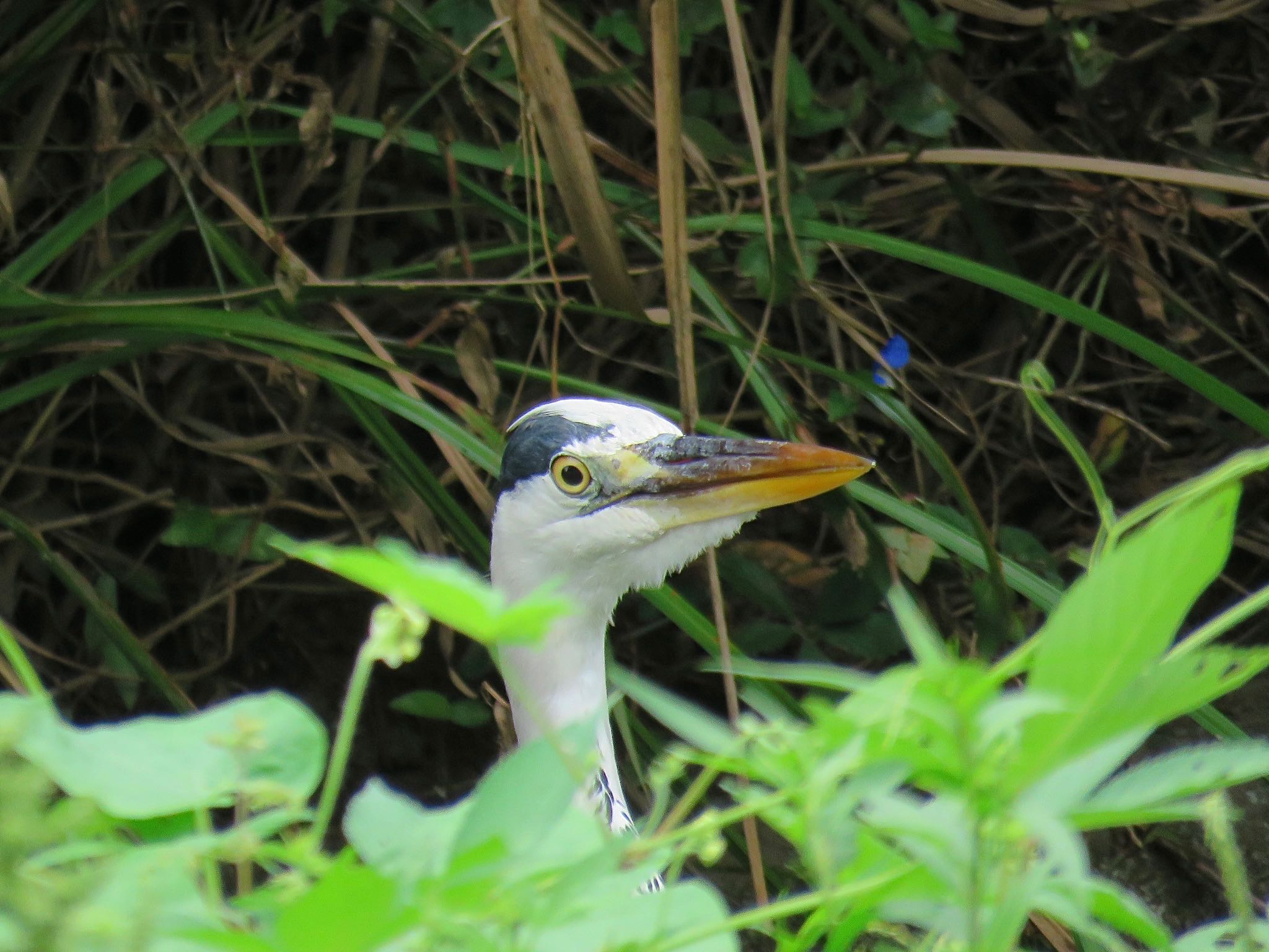 武蔵野公園 アオサギの写真