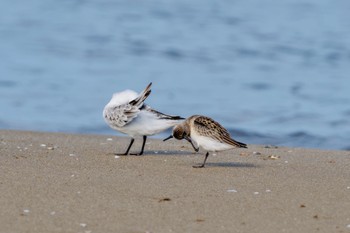 Red-necked Stint 千里浜(石川県羽咋市) Sat, 9/16/2023