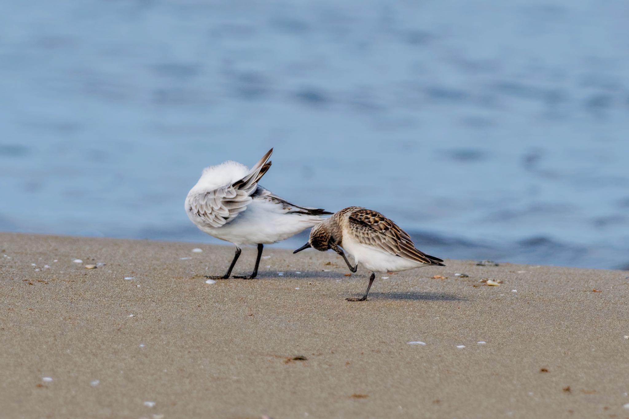 Photo of Red-necked Stint at 千里浜(石川県羽咋市) by アポちん