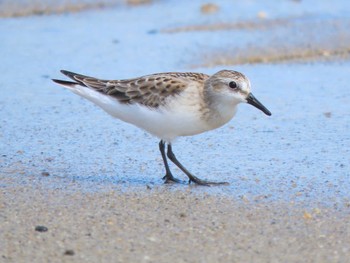 Red-necked Stint Gonushi Coast Sun, 9/17/2023