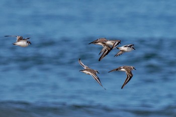 Kentish Plover 千里浜(石川県羽咋市) Sat, 9/16/2023