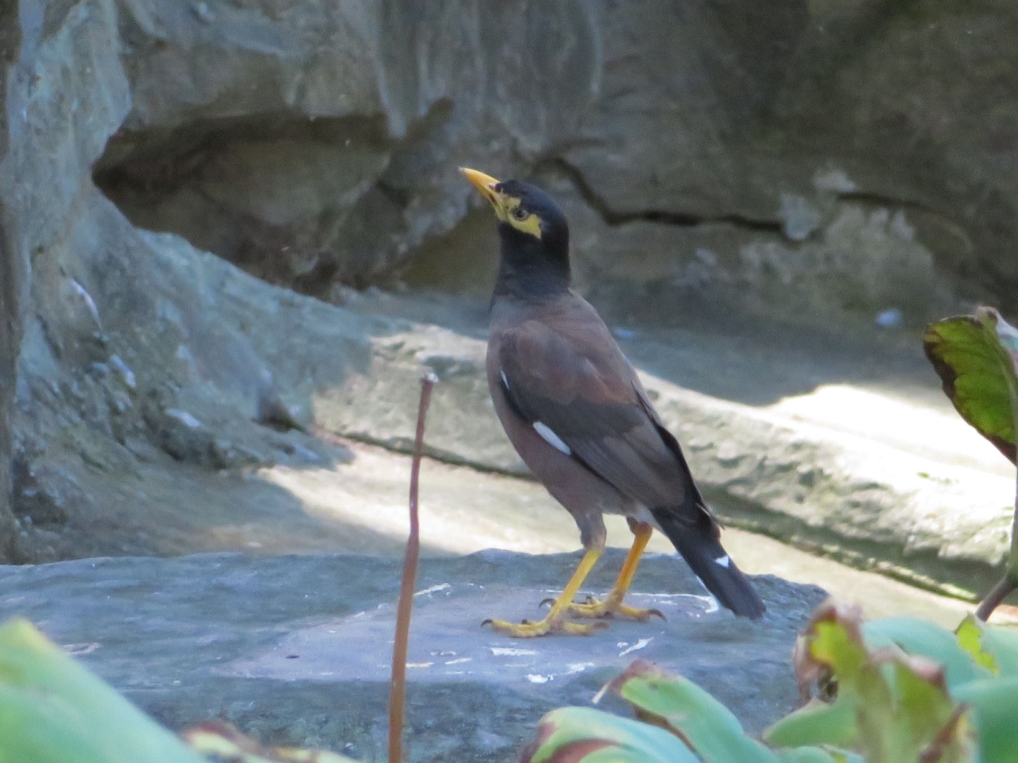 Photo of Common Myna at 中正紀念堂(台湾) by ユウ@道民