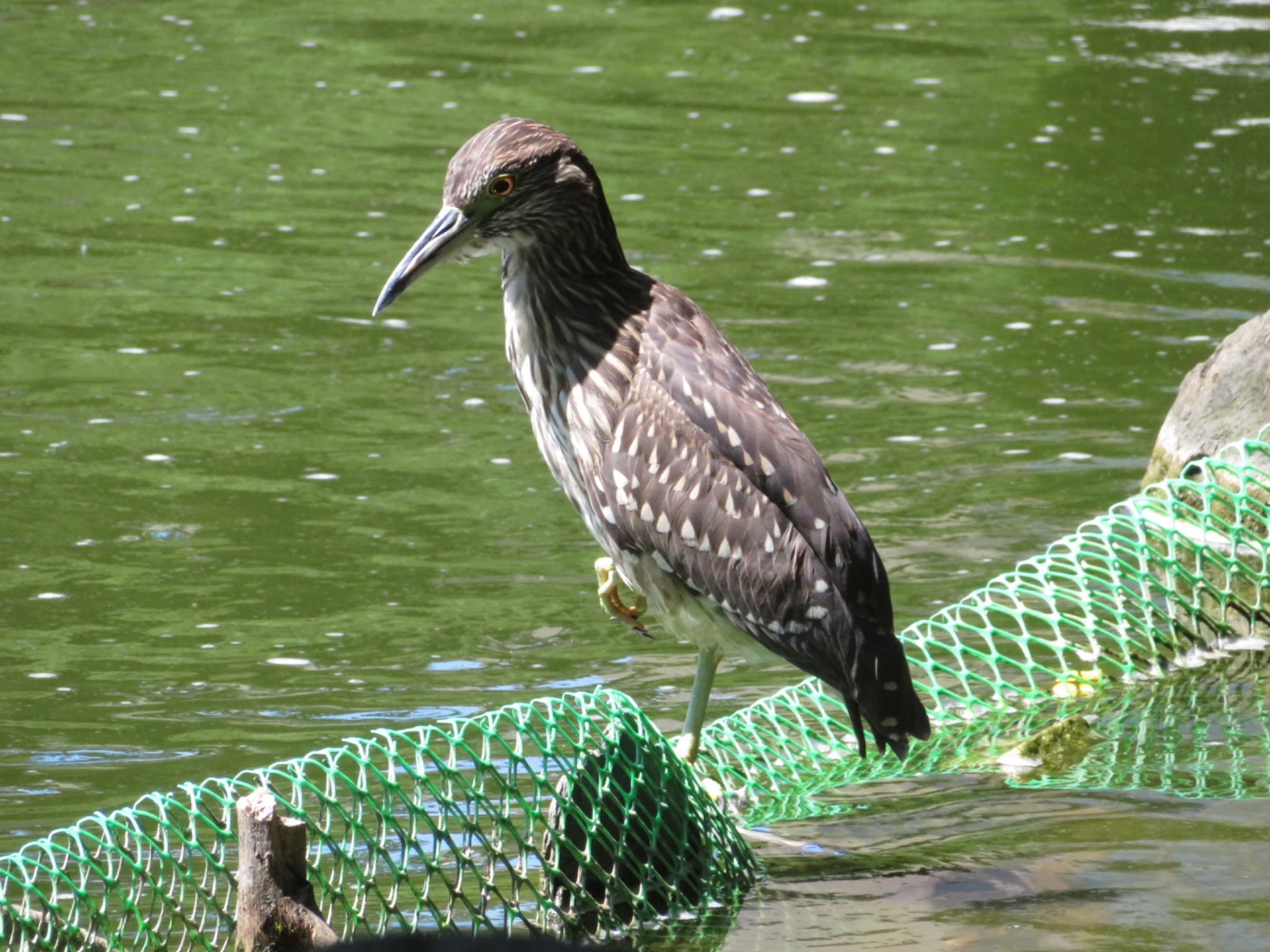 Black-crowned Night Heron