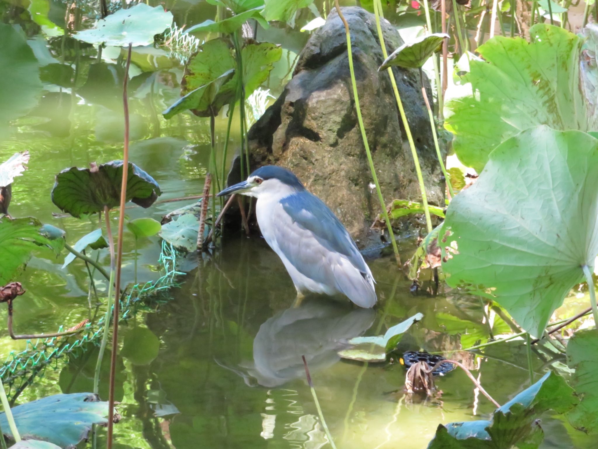 Black-crowned Night Heron