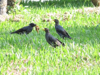 Javan Myna 二二八和平公園(台湾) Wed, 9/13/2023