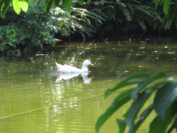 アヒル 二二八和平公園(台湾) 2023年9月13日(水)