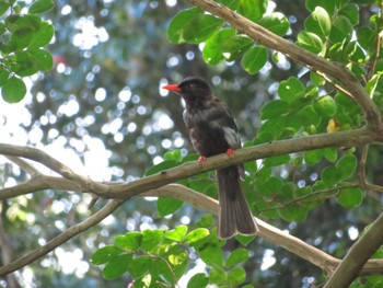 2023年9月15日(金) 台北植物園の野鳥観察記録