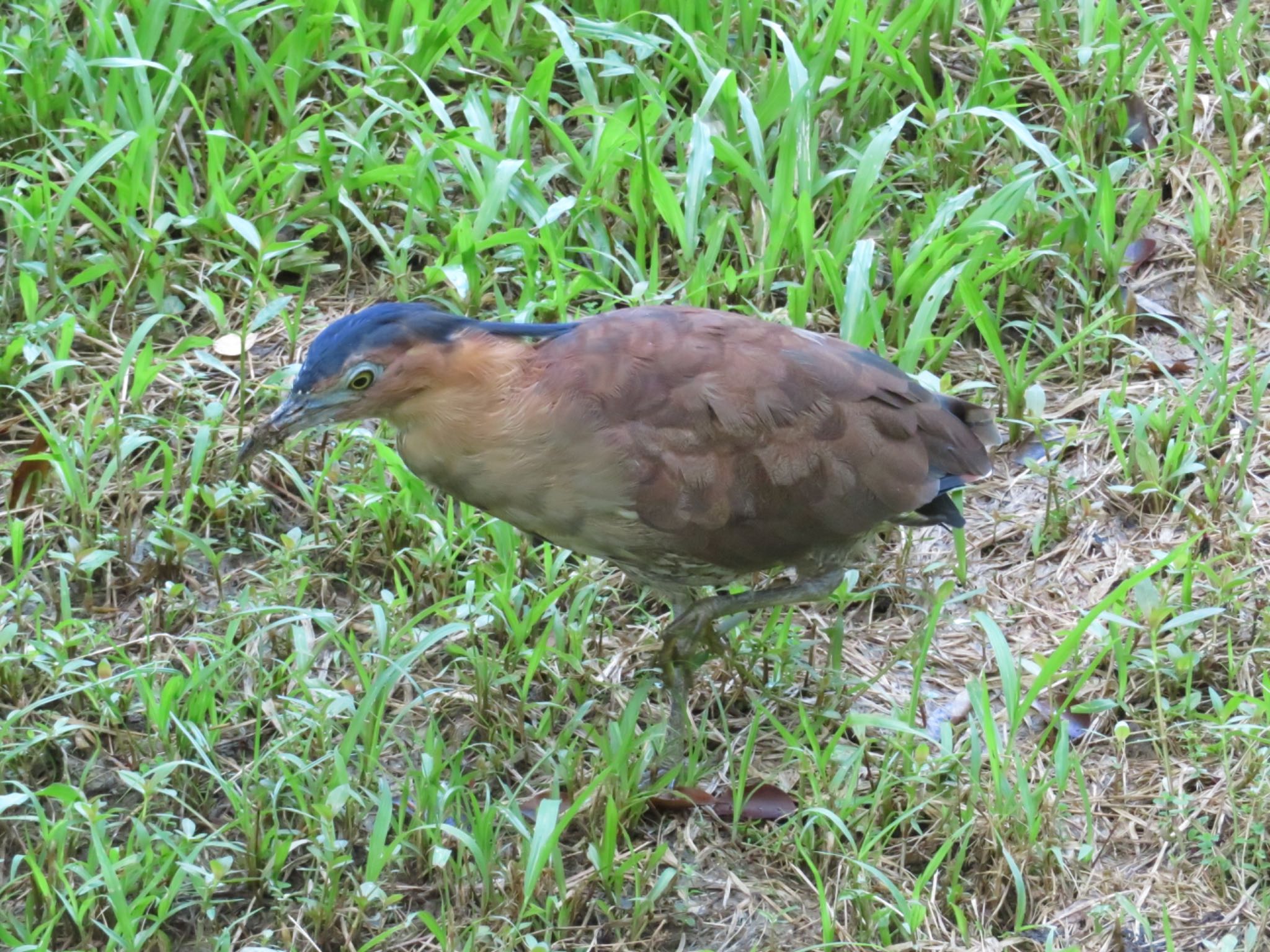 台北植物園 ズグロミゾゴイの写真 by ユウ@道民