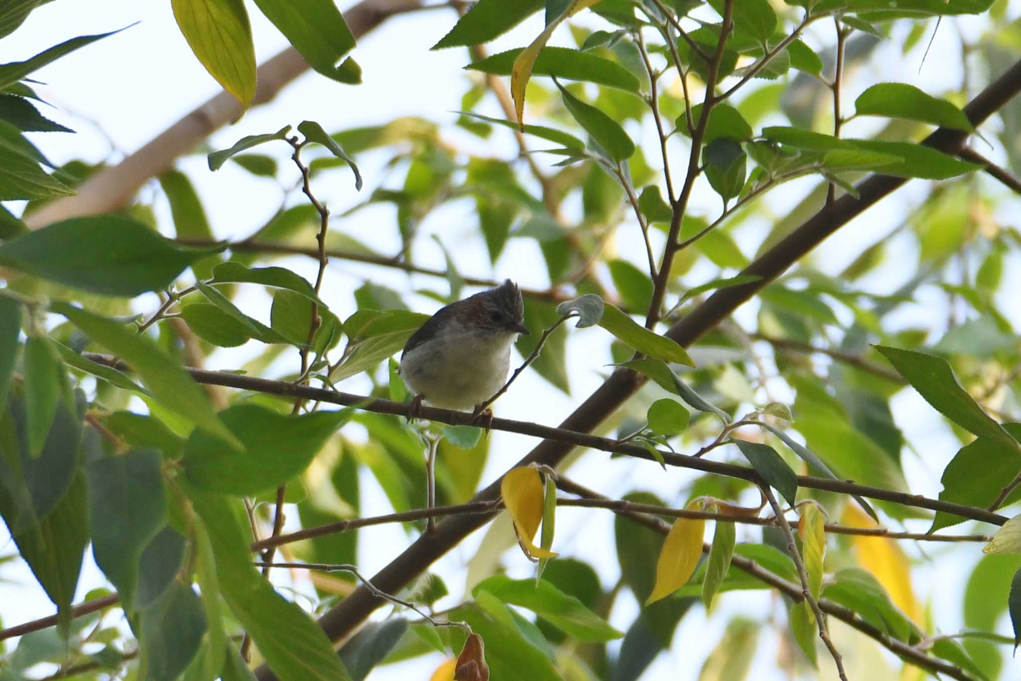 Photo of Striated Yuhina at Doi Sanju by あひる