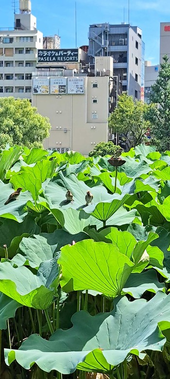 スズメ 不忍池(上野恩賜公園) 2023年8月31日(木)