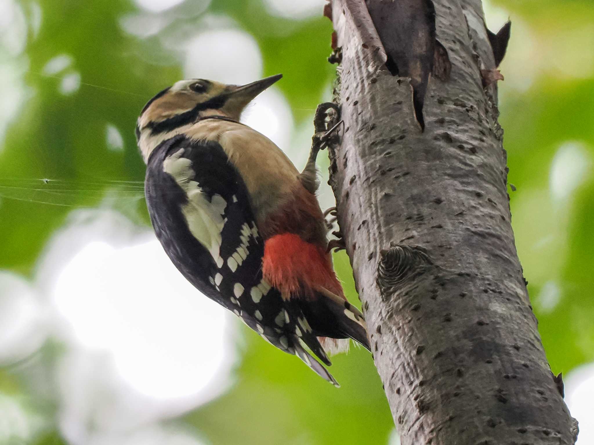 Great Spotted Woodpecker(japonicus)