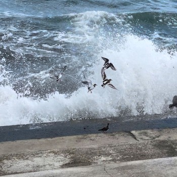 Ruddy Turnstone 水木海岸 Tue, 10/4/2022