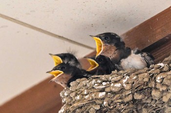 Barn Swallow 城沼 Fri, 7/14/2023