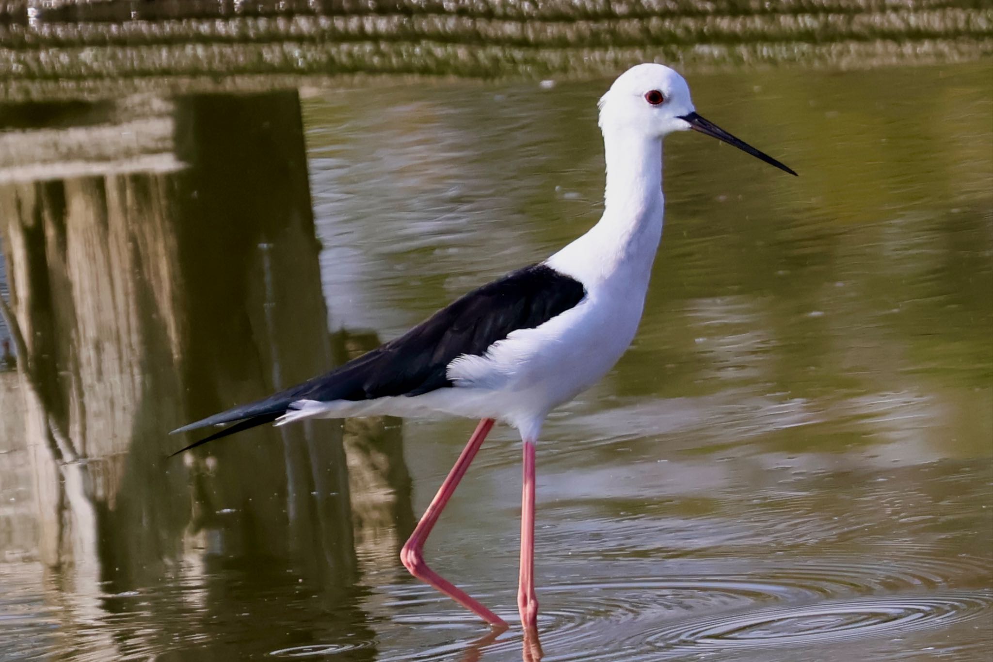 Black-winged Stilt