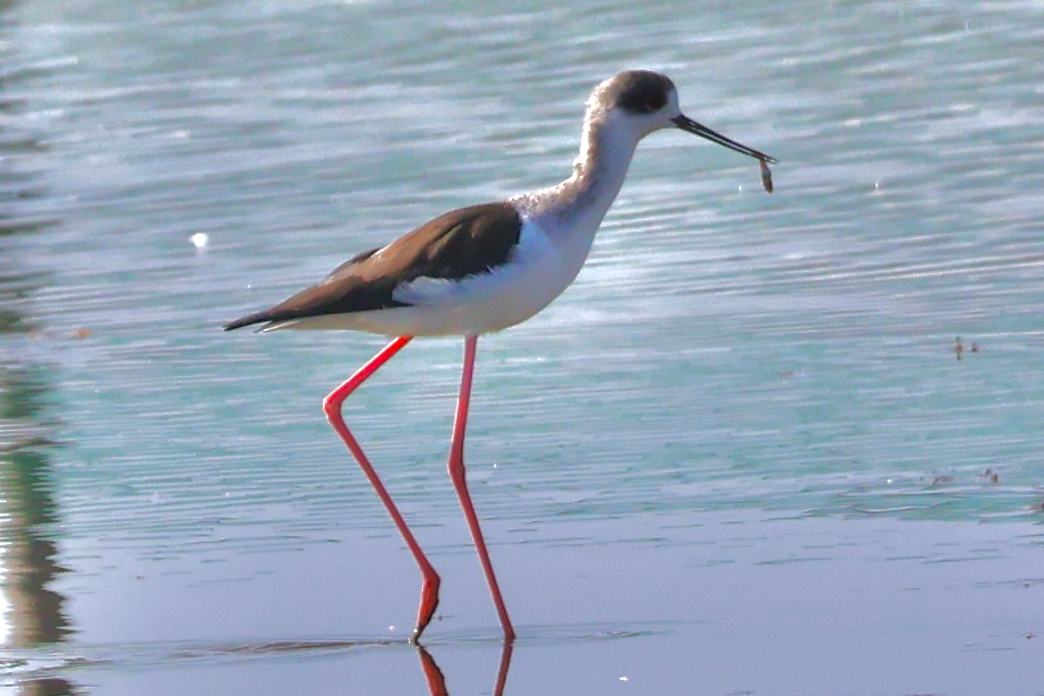 Black-winged Stilt