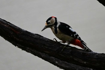 Great Spotted Woodpecker 札幌市南区 Tue, 9/19/2023