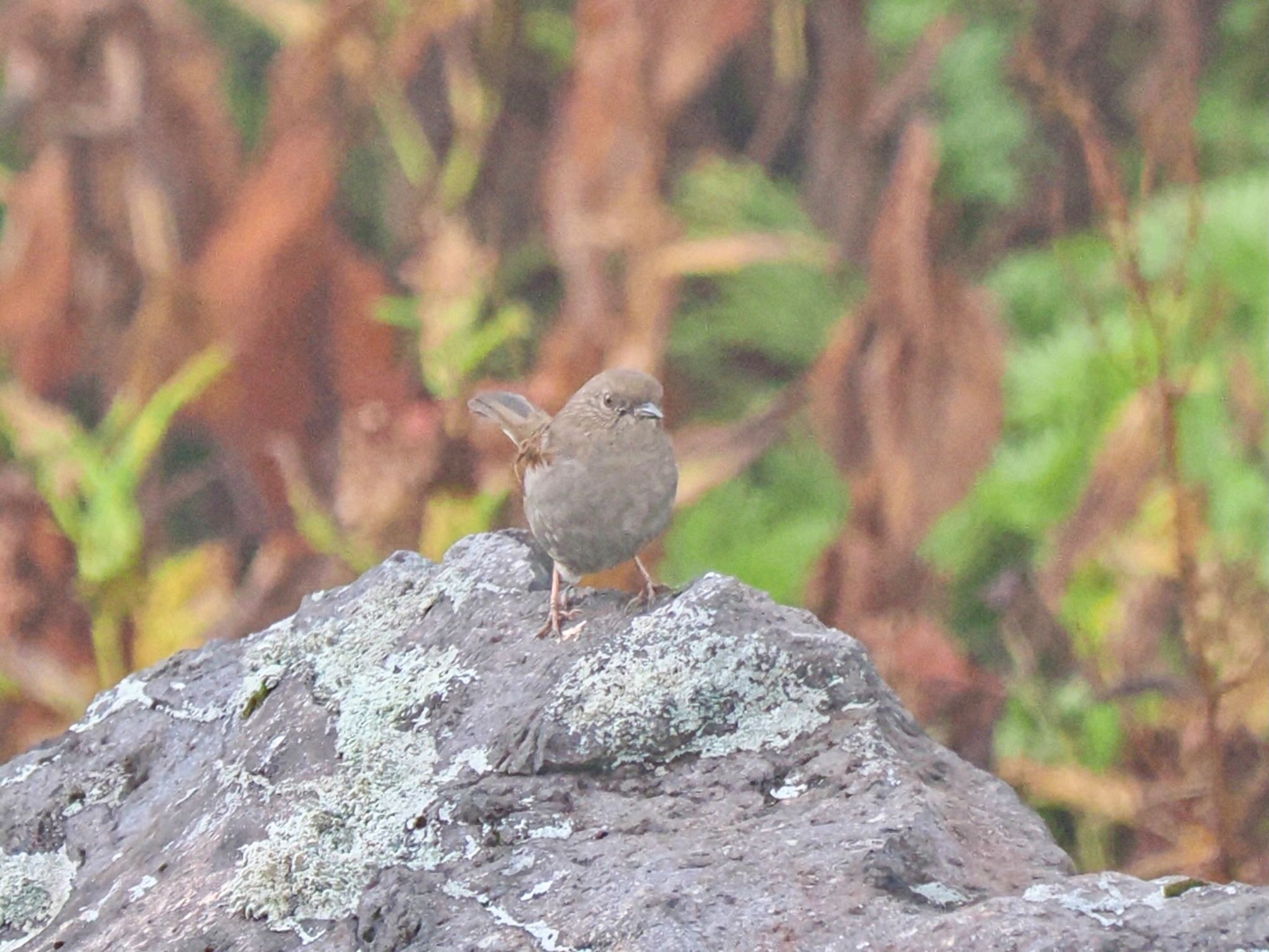 Japanese Accentor