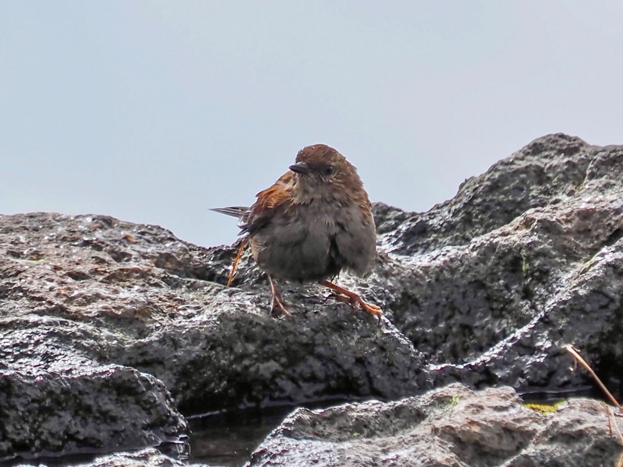 Japanese Accentor