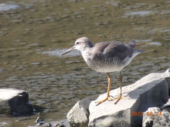 キアシシギ 葛西臨海公園 2023年8月24日(木)