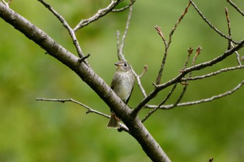 Dark-sided Flycatcher 大池公園 Wed, 9/20/2023