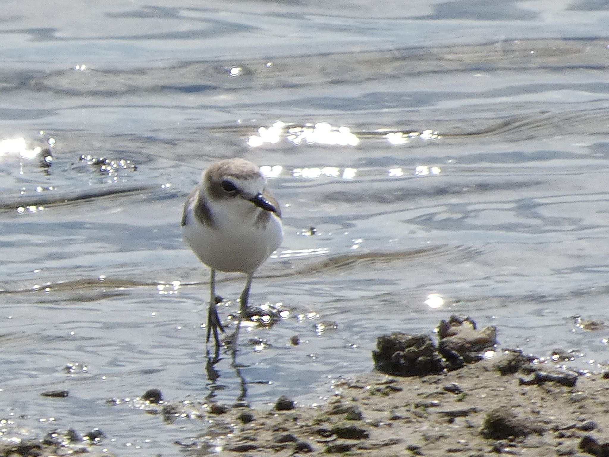 Siberian Sand Plover