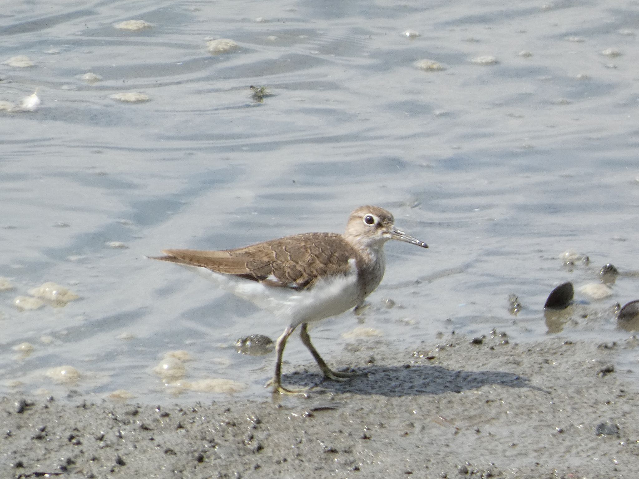 Common Sandpiper