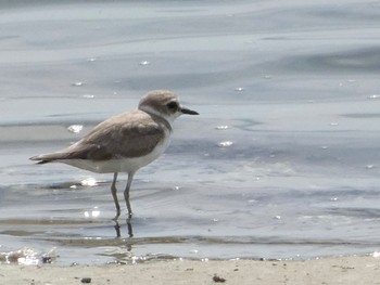 2023年9月14日(木) 藤前干潟の野鳥観察記録