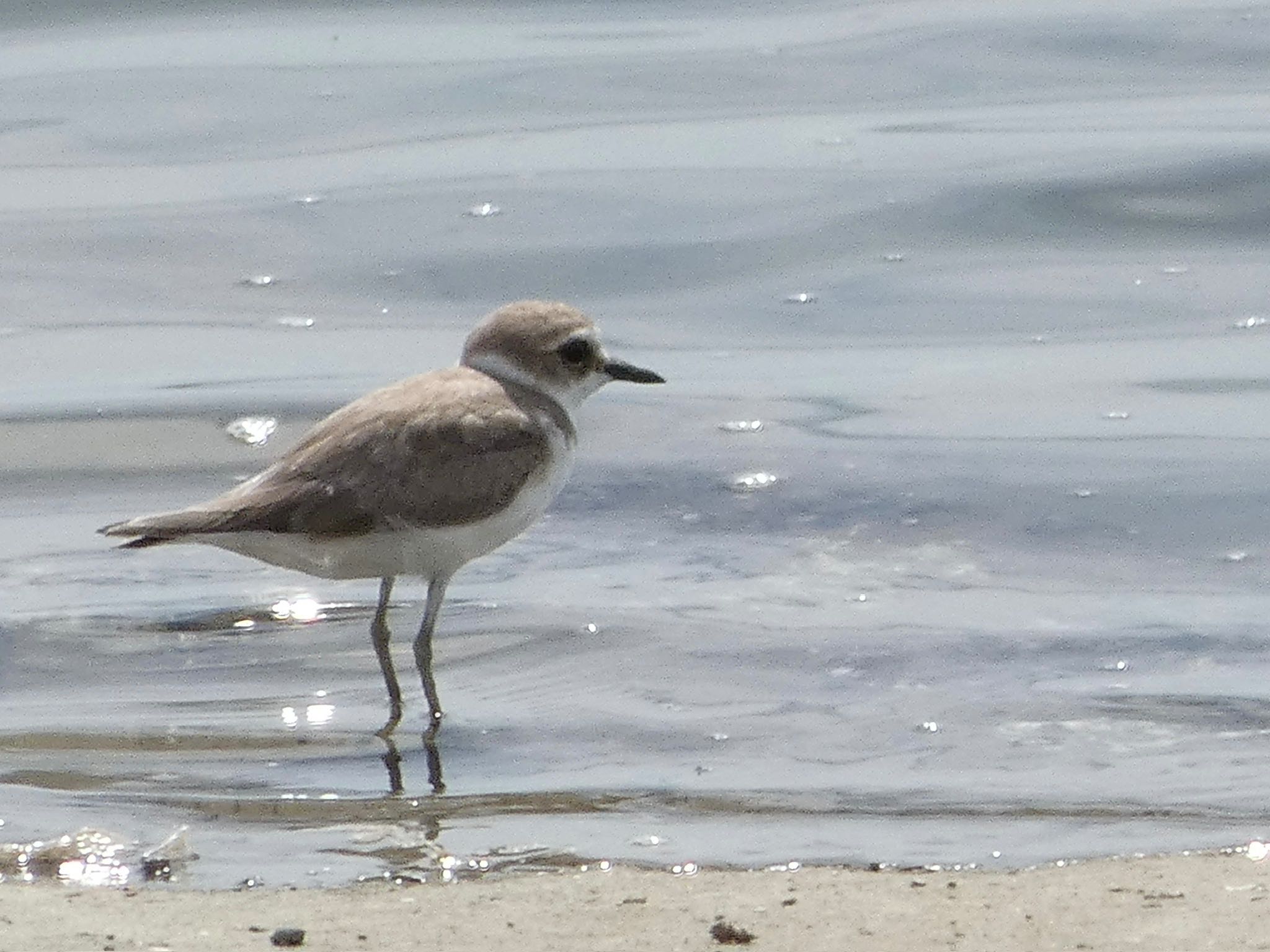 Siberian Sand Plover