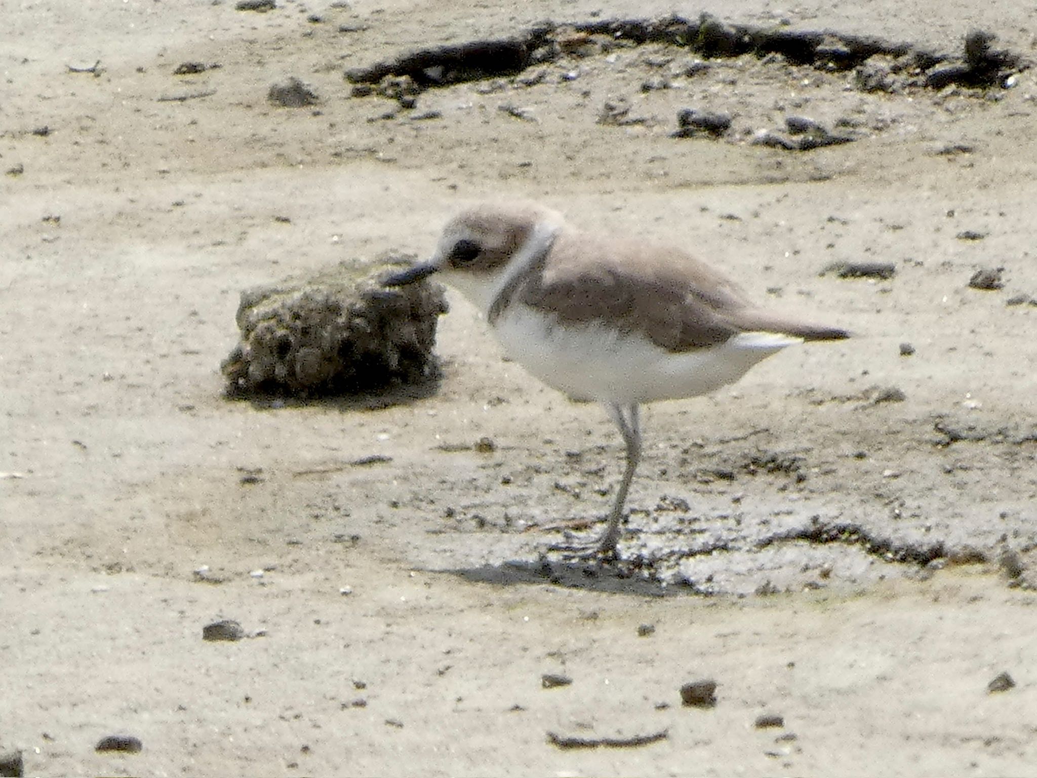 Siberian Sand Plover