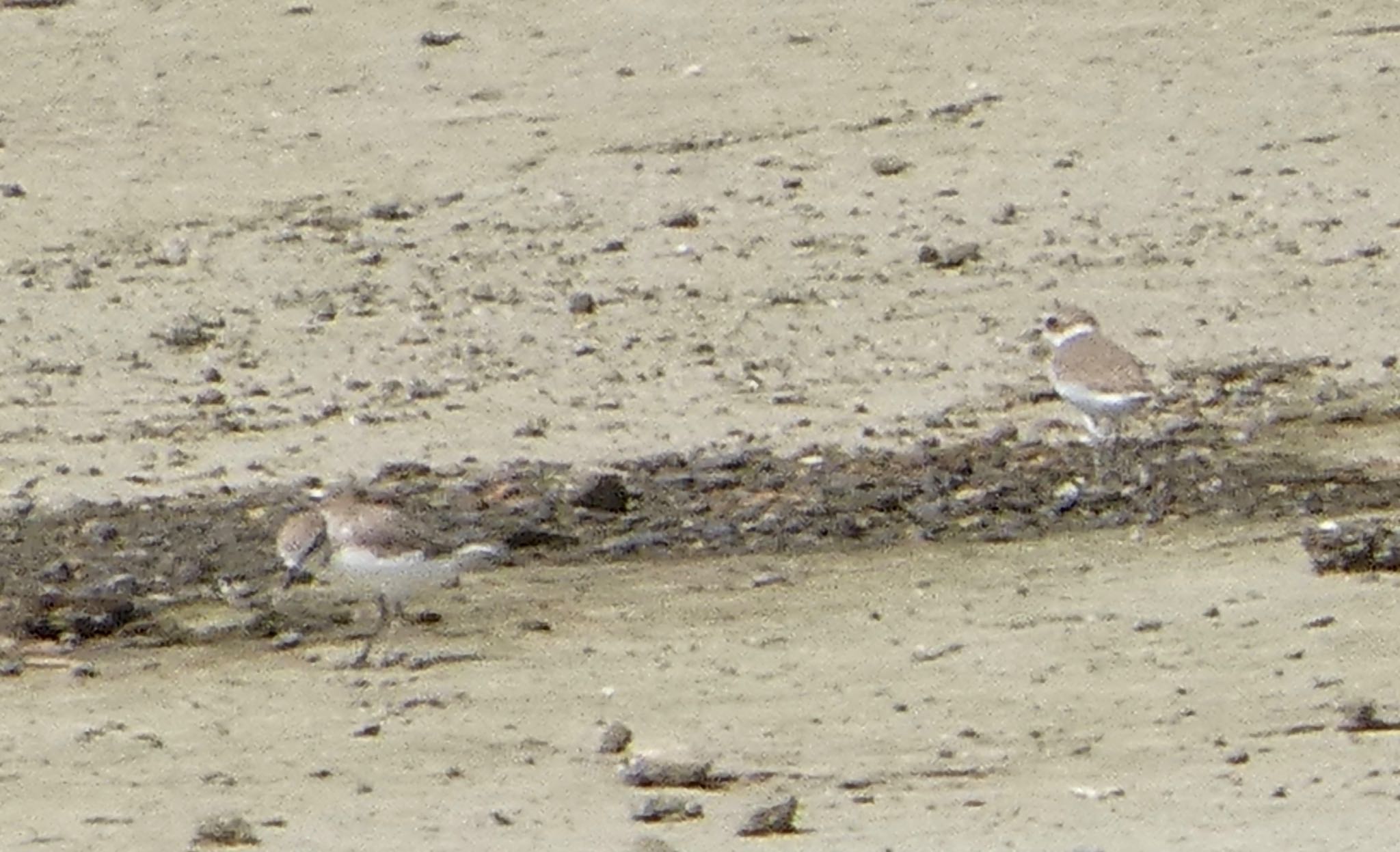 Siberian Sand Plover