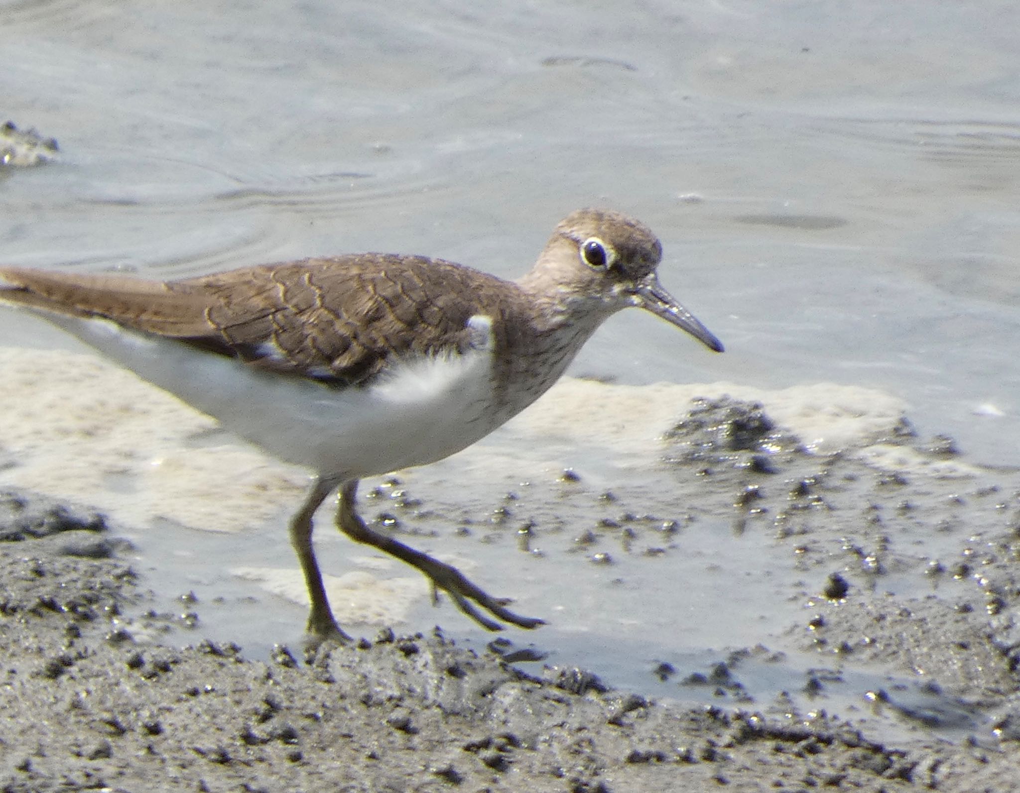 Common Sandpiper