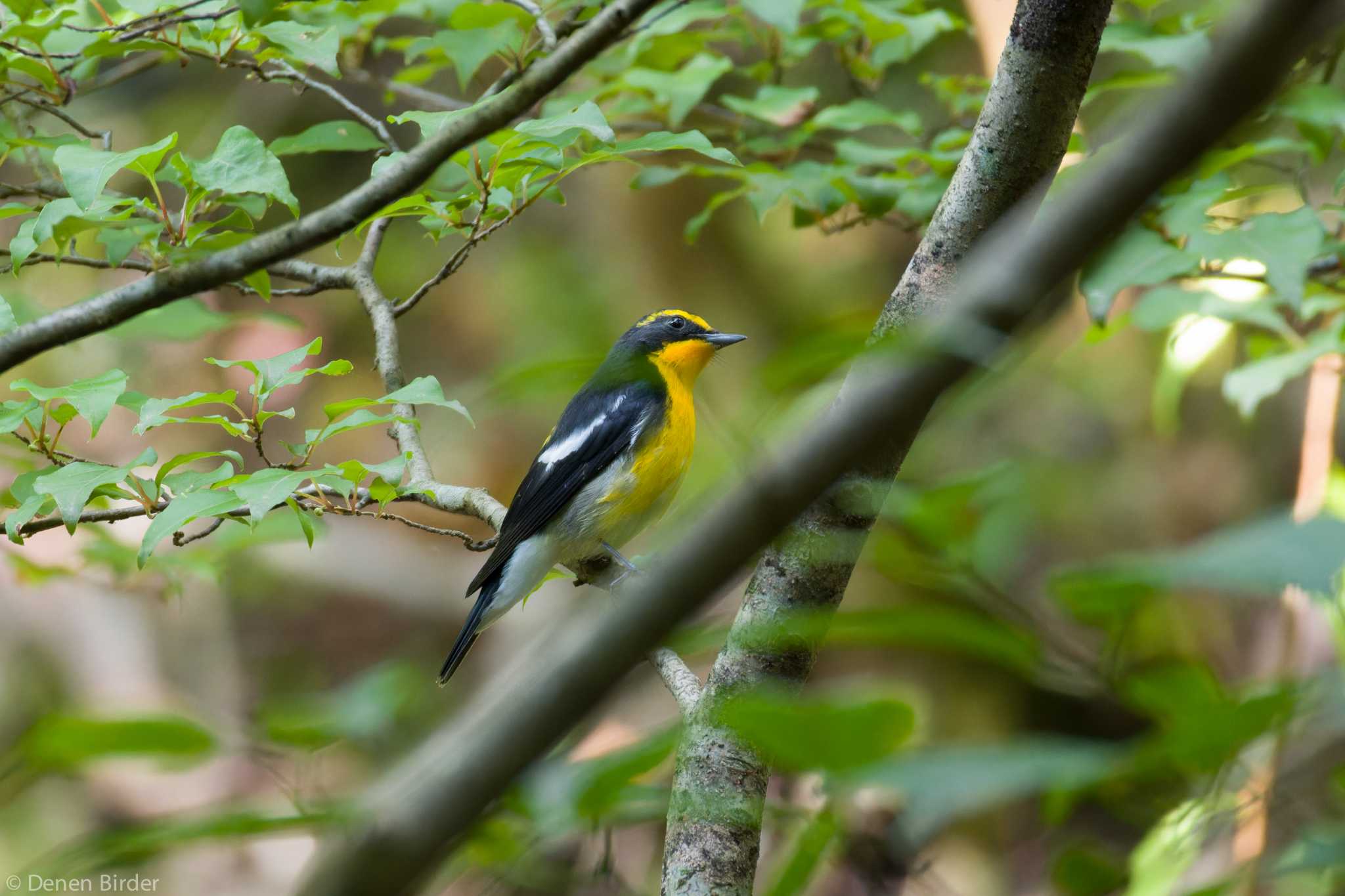 大洞の水場 キビタキの写真 by 田園Birder